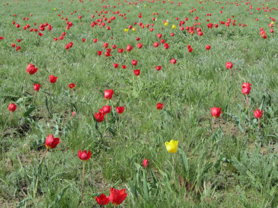 В Калмыкии для гостей Фестиваля тюльпанов будет организован трансфер