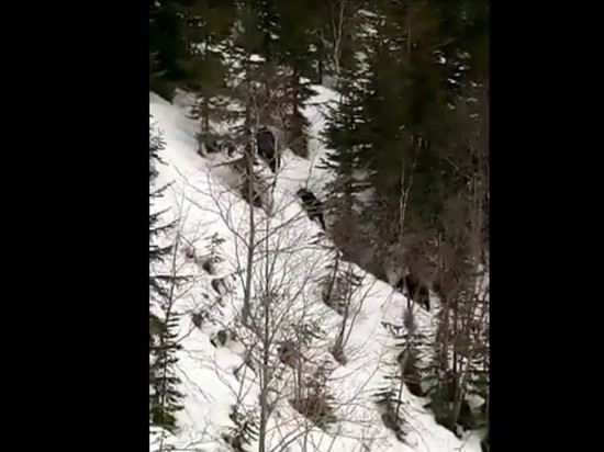 Семья медведей потревожила сахалинца с видеокамерой
