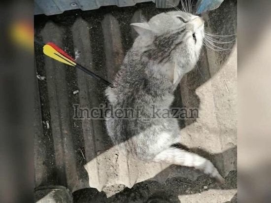 В Татарстане неизвестные стреляли в кота из арбалета