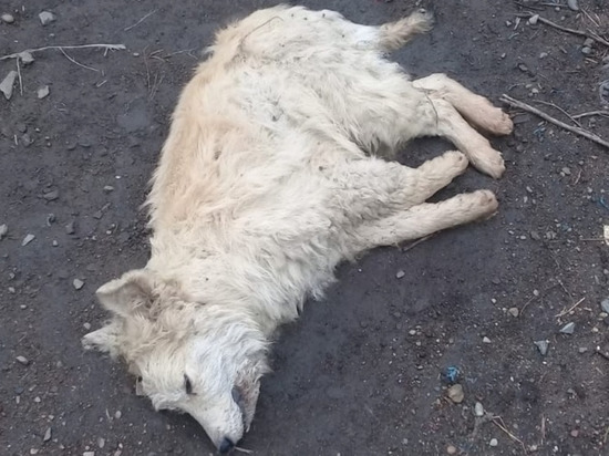 Бездомных собак в Холмске отравили неизвестные