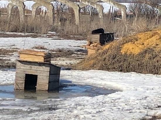 Опубликованы нарушения в приюте для бездомных животных в Сасове