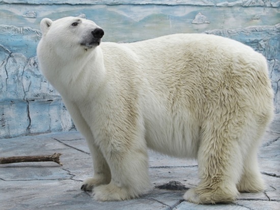 В Екатеринбурге от проглоченного мячика умер белый медведь Умка