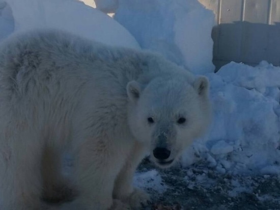 В Красноярском крае от голодной смерти спасли белого медвежонка