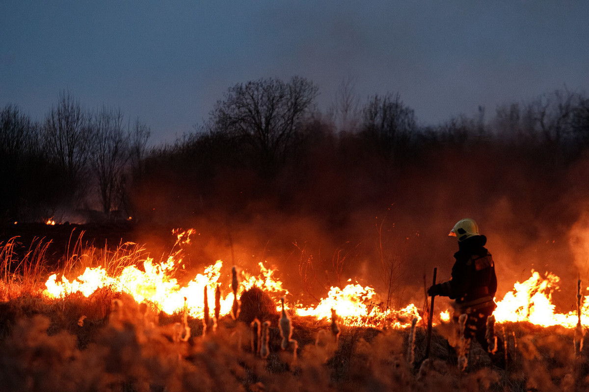 Лесной пал. Пожар в лесу. Пал травы в Псковской области. Сгоревшее поле. Пал травы Псковская область 2023.