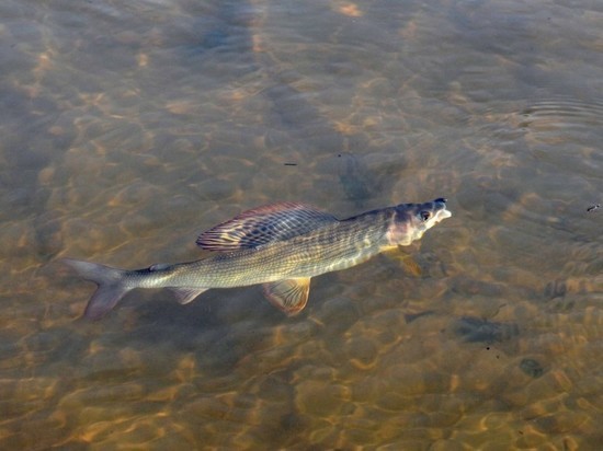Были ли цианиды в реках Хакасии: отчего погибла рыба в Белом Июсе