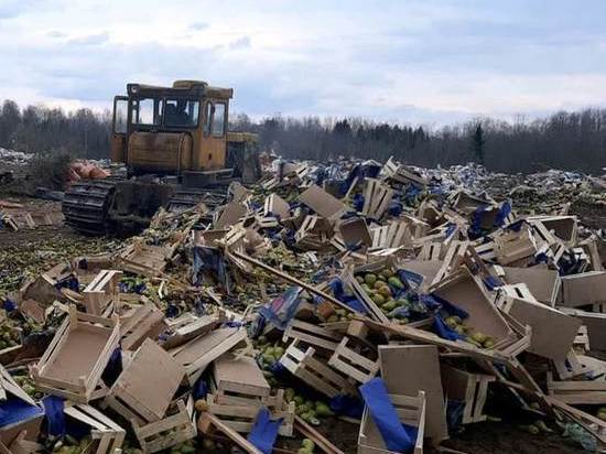 20 тонн нидерландских груш уничтожили в Себежском районе