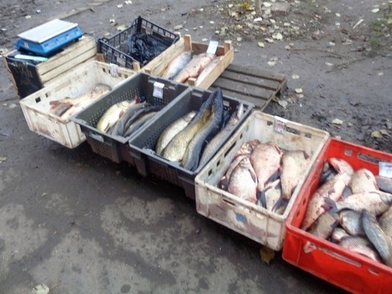 В Калмыкии торговали рыбой сомнительного происхождения