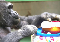 Самое старое млекопитающее столичного зоопарка — горилла Бабси, отметила свой юбилей