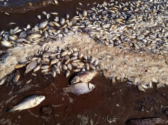 В Оренбургской области в озере Октябрьское массово погибла рыба