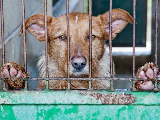 Житель Черногорска пожаловался в прокуратуру на приют для животных