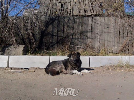 Главы районов Забайкалья заявили, что с ними не обсуждали отлов собак