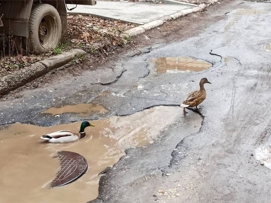 В Рязани в лужах стали плавать дикие утки