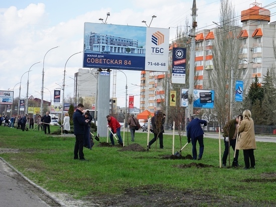 В Тамбове на Советской посадили липовую аллею