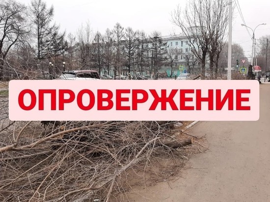 Мэрия Комсомольска-на-Амуре: «Информация о незаконном сносе деревьев не соответствует действительности»