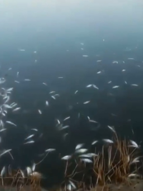 В Ейском районе зафиксирована массовая гибель рыбы