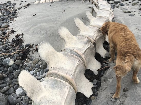 На пляже в Шотландии нашли скелет крупного существа