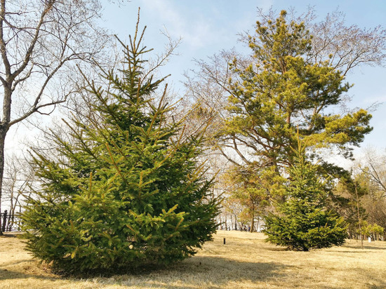 В питомнике Лукашова в Хабаровске прошел субботник