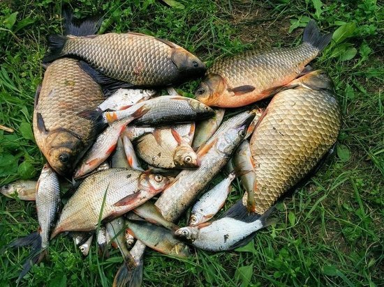 На реке Ик в Татарстане задержали браконьеров с рыбой и снастями