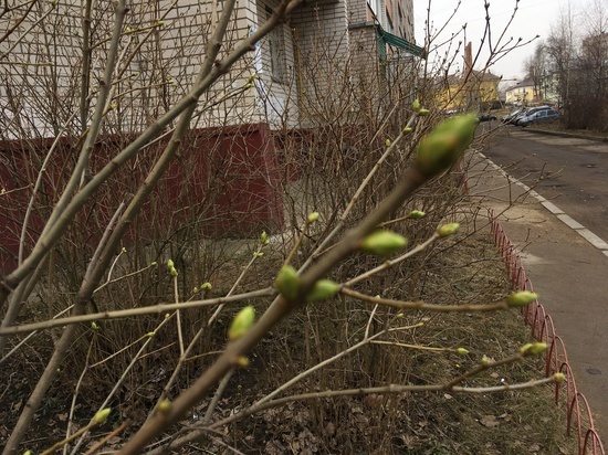 Холодное воскресенье в Смоленске обещает прогноз погоды 25 апреля