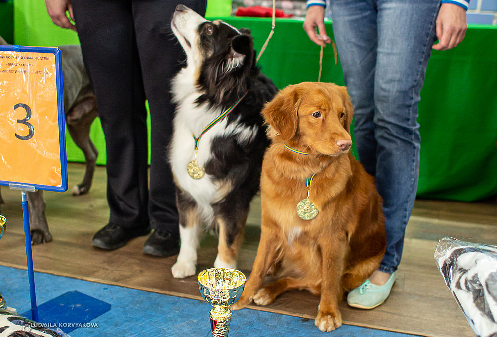 Выставка породистых. Pride выставка. Выставка собак в Калининграде 24 апреля. Породистый узник выставок собаки. Как проходит выставка собак всех пород.