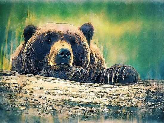 В Кузбассе пробудились голодные медведи