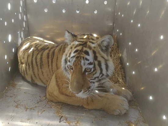 Хитрого и конфликтного тигра поймали в Приморье