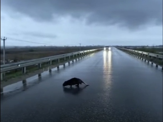 Рязанцы сняли на видео перебегающего дорогу бобра