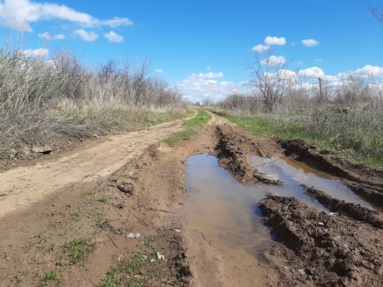 В Саратовской области зацвёл абрикос, а ночью стукнет мороз