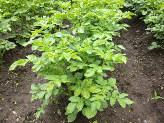 «МК в Хабаровске» рассказывает об азах и тонкостях выращивания картофеля с нуля
