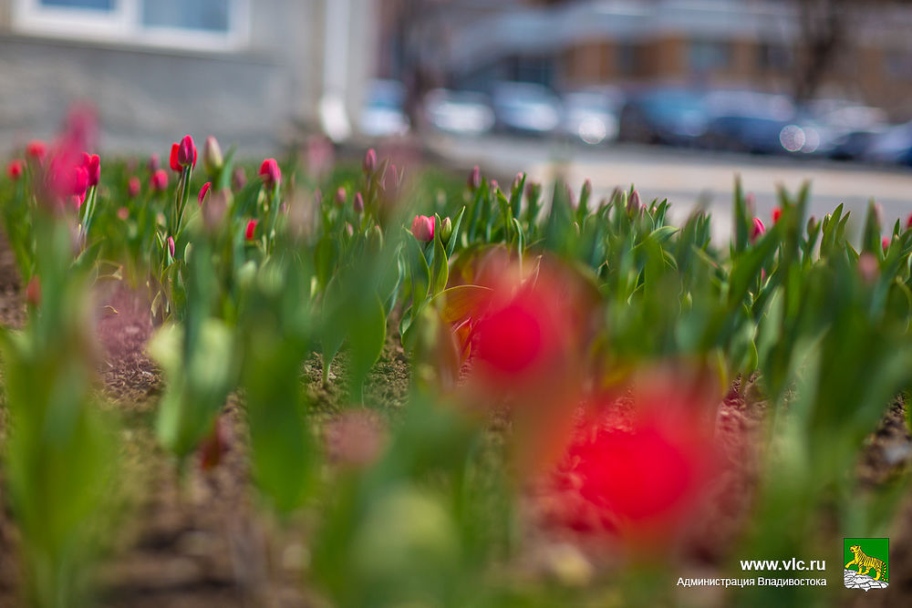Во Владивосток пришла весна: распустились первые тюльпаны