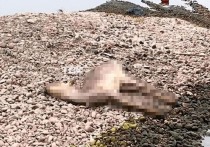 В минувшее воскресенье, 25 апреля, на Енисее, на островке щебня, жителями Зелёной рощи было замечено тело мертвого животного