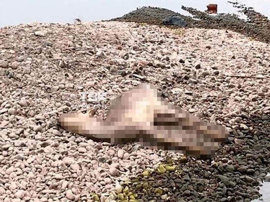 Жители Красноярска нашли на набережной мертвую косулю