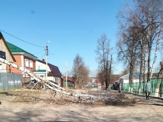 В Касимове возле школы на дорогу упало дерево