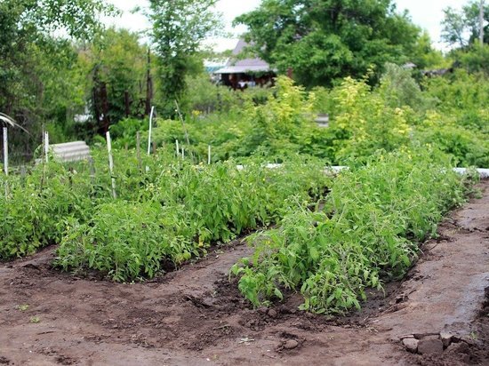 В Красноярске с 1 мая увеличат количество автобусов на дачных маршрутах