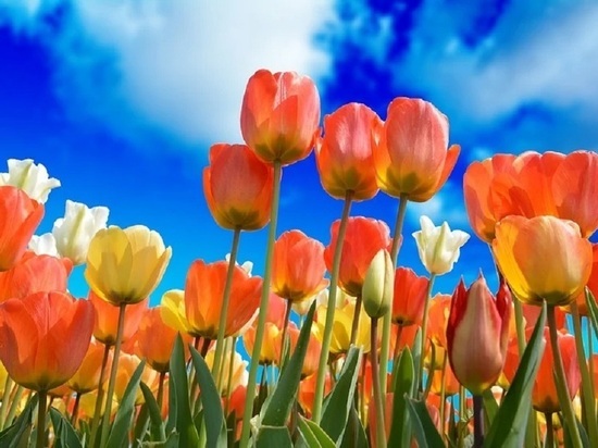 В Калуге к 9 мая зацветут 300 тысяч тюльпанов