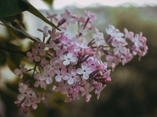 Погода в Хабаровске и крае 27 апреля 2021: без осадков, местами до 21 градуса