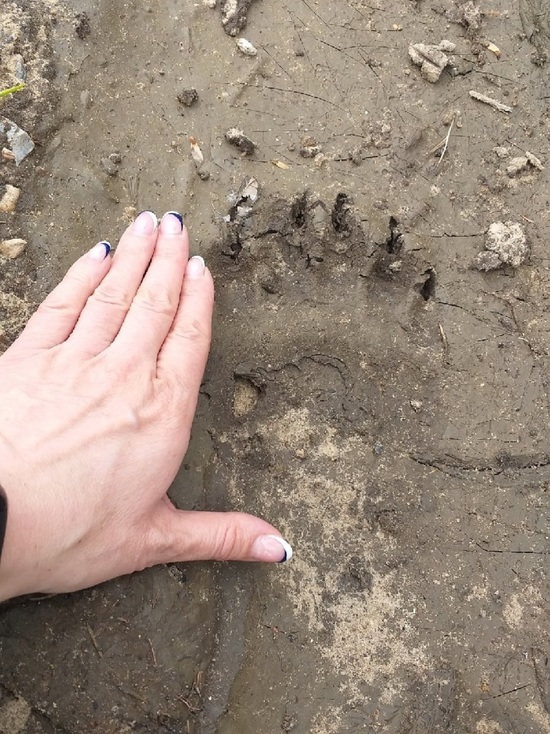 В деревне Тверской области нашли следы медведя