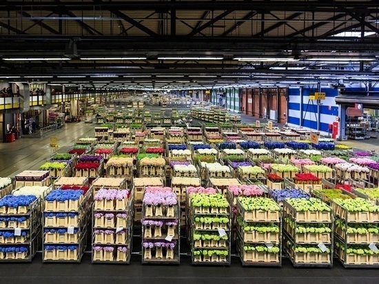 Заполярные экспортеры планируют выходить на рынок Нидерландов