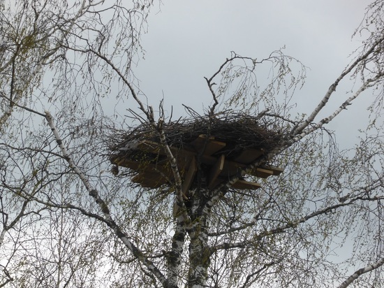 В Жуковском районе рухнуло дерево с гнездом аиста