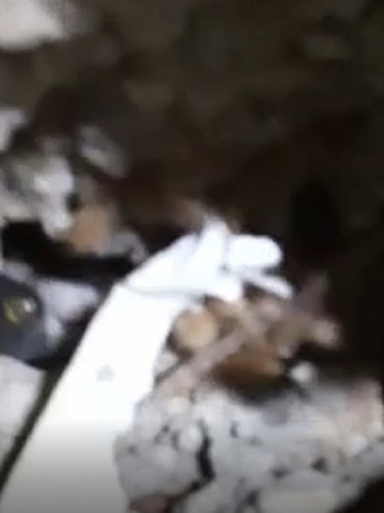 В Тверской области хозяйка упавшего в шахту котёнка поблагодарила его спасителей