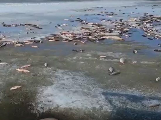 «Ужасные кадры»: массовая гибель рыбы на реке близ Катравожа испугала ямальцев