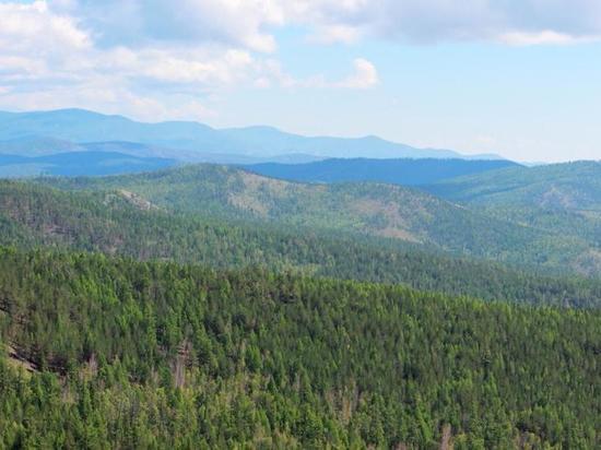 В Бурятии фирма не вернула свыше 352 млн рублей выручки за проданный лес