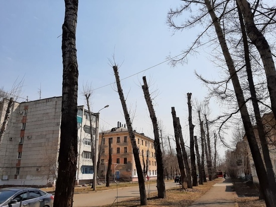 Власти Комсомольска-на-Амуре отказались от омолаживающей обрезки деревьев