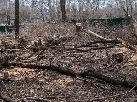 Депутат хабаровской гордумы Михаил Сидоров отреагировал на вырубку деревьев рядом с парком «Динамо»