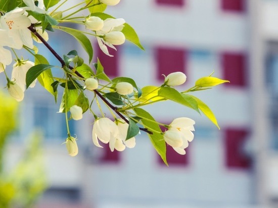 В Хабаровске идет подготовка ко Дню города