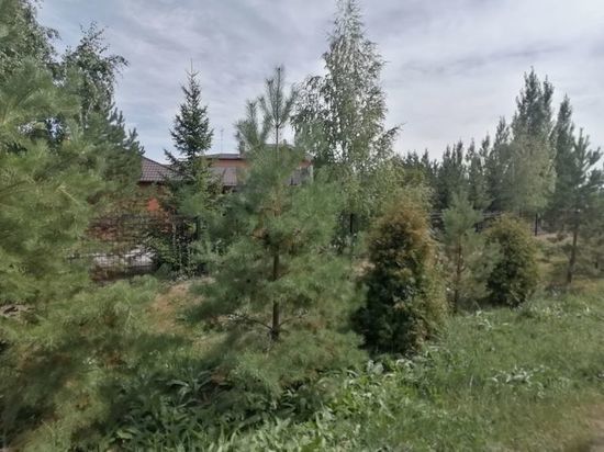 Бурков назвал разделение омского дендросада вопросом доверия власти