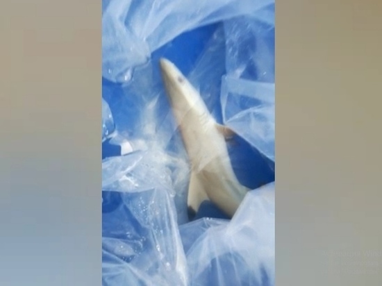 СМИ: Из-за наглой клиентки океанариума в Анапе умерла акула