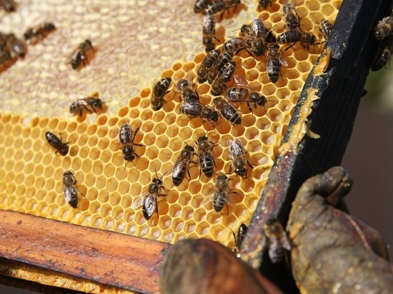 Магнитолу и рамки с мёдом из пчелиных ульев украли в Псковской области