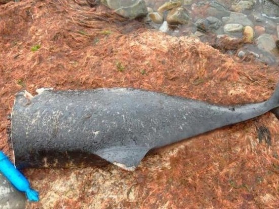 Под Новороссийском обнаружили изуродованные останки дельфинов