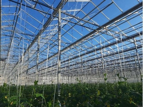 Теплицы комбината "Завьяловского" могут отключить от тепла и электричества